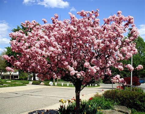 best dwarf crabapple trees.